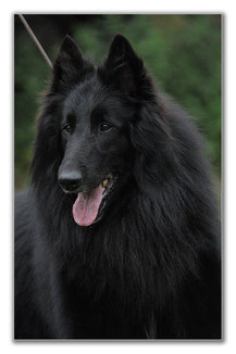 Petite famille de Thor des Loups de la Tiarde à la Nationale d'élevage italienne à Casteggio en mai 2023   Sa mère Nuance Grise des Petites Merveille d'Aloa  Son père Corsini Red Affair Dit Novak à Mme Jolanda Prins