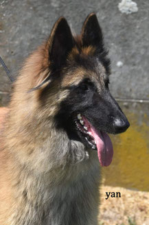 Voici le dernier des loups de la Tiarde né le 30 aout 2022 fils de notre lice sable S.R. Nuance Grise des Petites Merveilles d'Alloa et du superbe étalon fauve Corsini Red Affair de Mme Jolanda Prins  Thor reste à l'élevage dont il sera peut-être un étalo