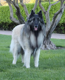 Petite famille de Thor des Loups de la Tiarde à la Nationale d'élevage italienne à Casteggio en mai 2023   Sa mère Nuance Grise des Petites Merveille d'Aloa  Son père Corsini Red Affair Dit Novak à Mme Jolanda Prins