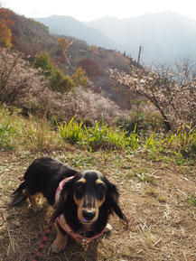 冬桜は小さくて可憐なお花