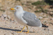 Mittelmeermöwe (Larus michahellis)