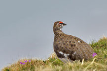 Alpenschneehuhn (Lagopus muta), Foto: Viola Wege