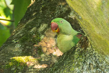 Alexandersittich (Psittacula eupatria) sitzt in einer Baumgabel und blickt herab.
