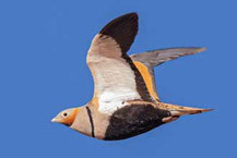  Sandflughuhn (Pterocles orientalis)