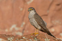 Sperber (Accipiter nisus) im Lummenfelsen von Helgoland