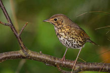 Singdrossel (Turdus philomelos)