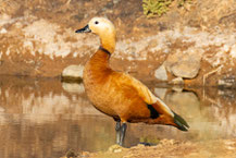 Fliegende Rostgans