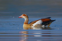 Schwimmende Nilgans