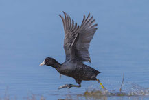 Blässhuhn (Fulica atra)