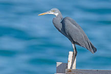 Küstenreiher (Egretta gularis)