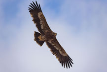 Steppenadler (Aquila nipalensis) immatur, Oman (Dezember 2025)