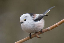 Schwanzmeise (Aegithalos caudatus), Foto: Viola Wege