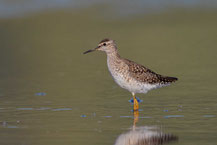 Bruchwasserläufer (Tringa glareola)