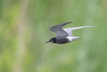 Trauerseeschwalbe (Chlidonias niger)