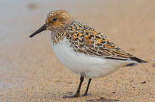 Sanderling (Calidris alba)