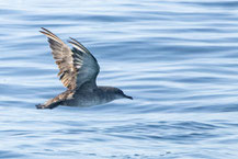 Balearensturmtaucher (Puffinus mauretanicus) im Flug.