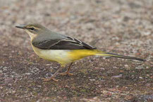 Gebirgsstelze (Motacilla cinerea)