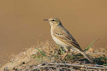 Brachpieper (Anthus campestris)