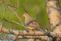 Carolinataube (Zenaida macroura)