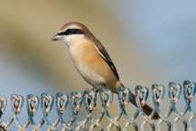 Rotschwanzwürger (Lanius phoenicuroides)