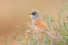 Brillengrasmücke (Sylvia conspicillata)