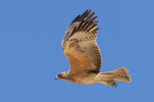 Habichtsadler (Aquila fasciata); Oman (Dezember2025)
