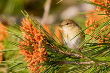 Iberienzilpzalp (Phylloscopus ibericus) in einem Nadelbaum im Nationalpark Albufera auf der Insel Mallorca.