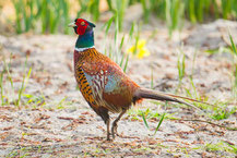 Jagdfasan stolziert über einen Acker.