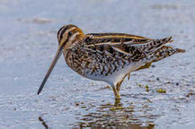 Bekassine (Gallinago gallinago)