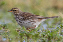 Bergpieper (Anthus spinoletta)