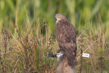 Wespenbussard