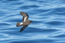 Sturmwellenläufer (Hydrobates pelagicus) im Flug vor der bretonischen Atlantikküste. 