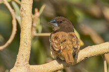 Muskatbronzemännchen (Lonchura punctulata)