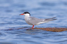 Flussseeschwalbe (Sterna hirundo)