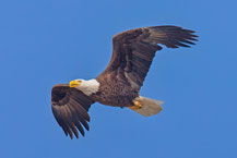 Weißkopfseeadler (Haliaeetus leucocephalus)