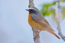 Gartenrotschwanz  (Phoenicurus phoenicurus)