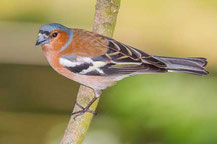 Buchfink (Fringilla coelebs)