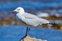 Korallenmöwe (Ichthyaetus audouinii)