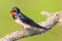 Rauchschwalbe (Hirundo rustica)