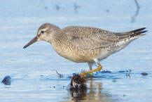 Knutt (Calidris canutus)