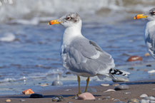 Fischmöwe (Ichthyaetus ichthyaetus) im Übergangskleid am Strand es Omanischen Golfs (Dezember 2025).