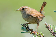 Zaunkönig (Troglodytes troglodytes)