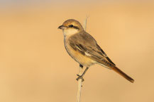 Isabellwürger (Lanius isabellinus)