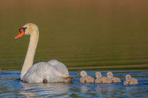 männlicher Höckerschwan mit 4 Jungvögeln.