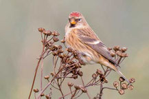 Alpenbirkenzeisig (Carduelis flammea cabaret)