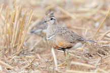 Mornellregenpfeifer (Charadrius morinellus)