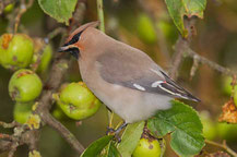  Seidenschwanz (Bombycilla garrulus)