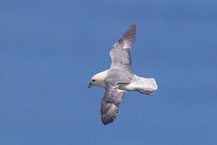 Eissturmvogel im Flug vor der Küste Helgolands.