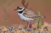 Flussregenpfeifer (Charadrius dubius)