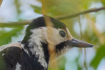 Blutspecht (Dendrocopos syriacus) im Kopfprofil.
